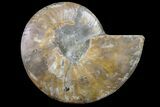 Cut & Polished Ammonite Fossil (Half) - Madagascar #158044-1